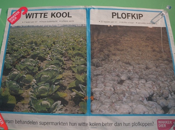 「肉雞下架」計畫的宣傳海報:工業化的飼養方式,讓肉雞受到不「雞」道的對待。碎嘴/攝