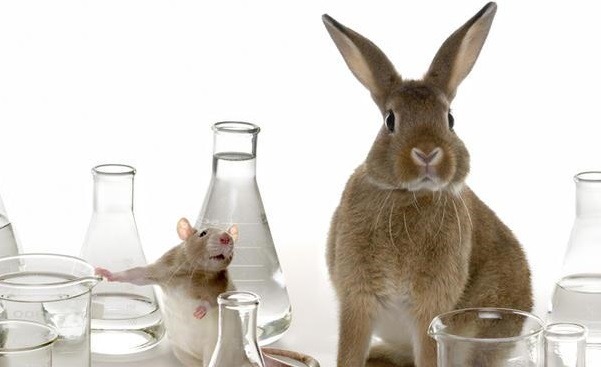動物實驗被說成是「必要之惡」,但其中又有多少是真的必要呢? 取自newoldgirl.com