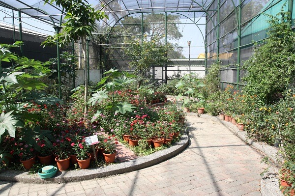 清理後的善化動物之家蝴蝶生態區,幼蟲食草及蝴蝶蜜源植物都已備妥。蕭士塔/攝