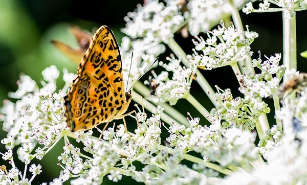 新北市8處動物之家,都在周邊種植了許多蜜源植物,目前正值開花季節,也形成蝴蝶翩飛的美景。 新北市動保處/提供