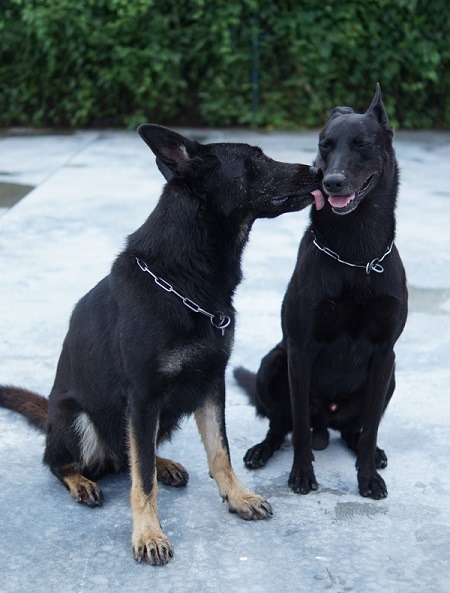 哥倆好一對寶。周聰吉/提供