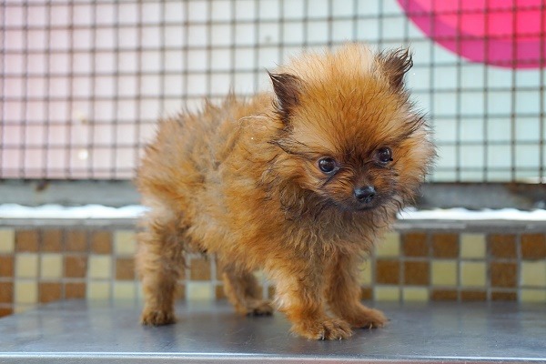 209隻品種幼犬的健康情況不一，但因全數未施打疫苗，讓新北市動保處在安置時相當頭痛。　台灣動物新聞網資料照片