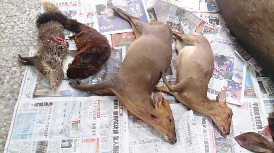 以霰彈槍進行狩獵，讓野生動物難有逃命機會。   台東林區管理處/提供