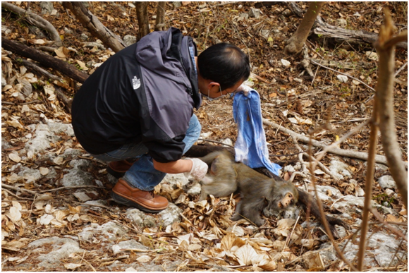 11：46分，雌猴嚥下最後一口氣，離開了這個世界。　瑭芯/攝