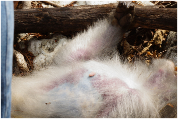 倒在樹幹旁邊的雌猴，身有異狀，但仍有生命徵象。時值中午烈日當空，以毛巾沾濕蓋身，希望替牠散熱。而雌猴身上有多處大面積皮下出血形成的皮膚紫斑狀況。　瑭芯/攝