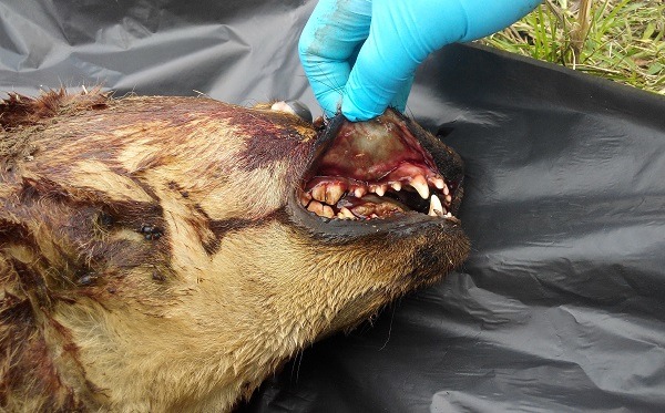 台南市本月兩起毒狗案都由餵養的愛媽通報。 蕭士塔/攝　