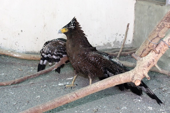 猛禽捕食中毒的老鼠，自己也中毒被拾獲送醫。蕭士塔/攝　