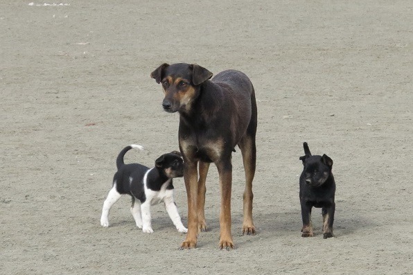 哺育幼犬的流浪犬，常因追咬行人常被通報捕捉或毒殺。 蕭士塔/攝　