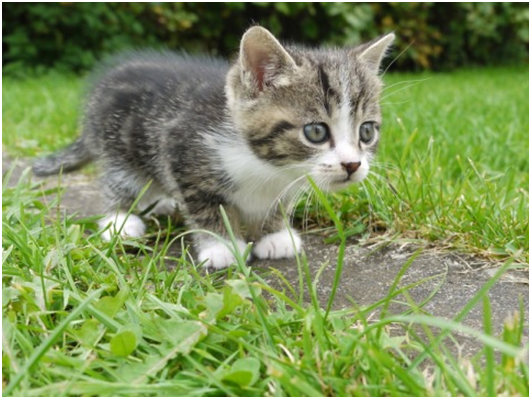野生動物生態學家發現:貓咪現在是時髦的「都市人」。 取自網路