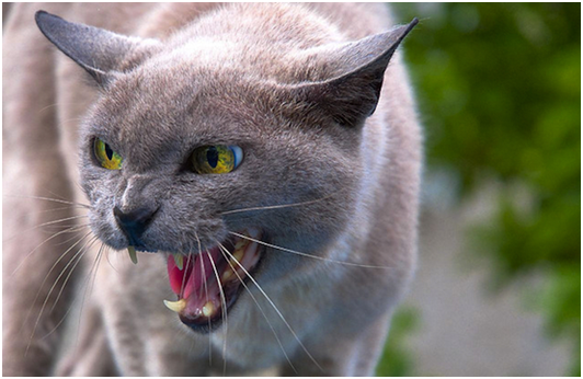 美國喵星族在2013年共計殺死3億7千萬隻鳥和20億隻小型哺乳動物。 取自網路