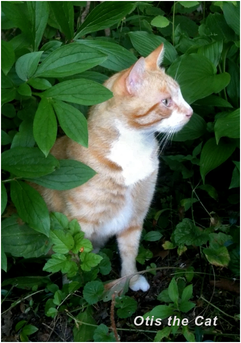 防止喵星人殺害瀕危鳥類的方法,或許就是讓牠們流連都會區,並且餵食牠們。 取自網路