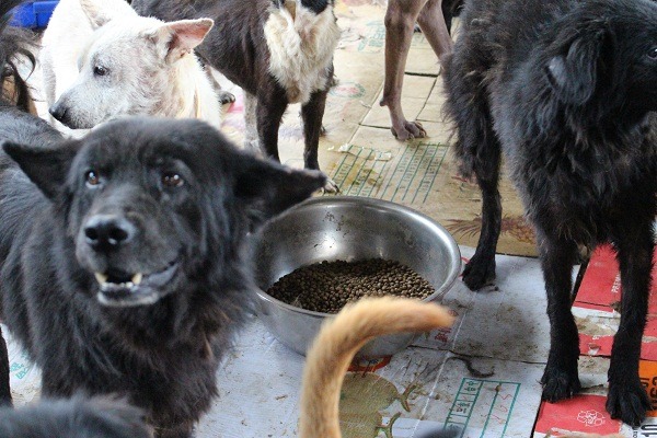 寵物飼料含T-2毒素的傳聞，源自2004年的寶路事件，十多年來不曾中斷。 李娉婷/攝