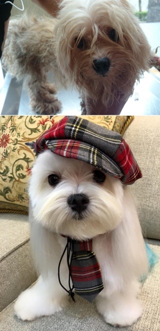 什麼是整型前、整型後？圖上和圖下判若兩狗的是「Duffy」，而讓牠變身的靈藥只是人類的愛。林靚/提供