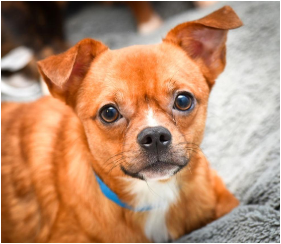 取自聖•休博特動物福利中心（St. Hubert’s Animal Welfare Center）