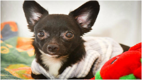 取自聖•休博特動物福利中心（St. Hubert’s Animal Welfare Center）