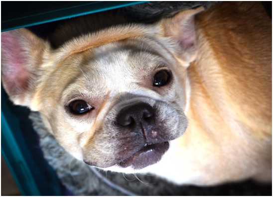 取自聖•休博特動物福利中心（St. Hubert’s Animal Welfare Center）