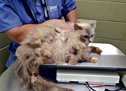 家貓數量壓過狗數的多倫多市，棄貓問題現在非常嚴重。取自網路