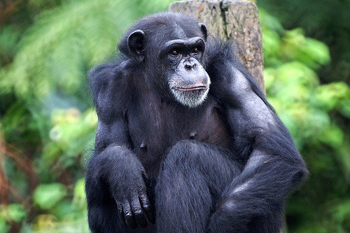 黑猩猩在俄羅斯黑市叫價40萬盧布，約台幣34萬元。  取自網路