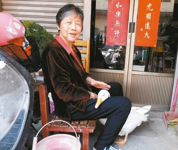 嘉義市73歲阿嬤蕭碧雲坐在住家門前，大白鵝把頭靠在阿嬤腿上，「親情」流露，模樣可愛。 魯永明／攝