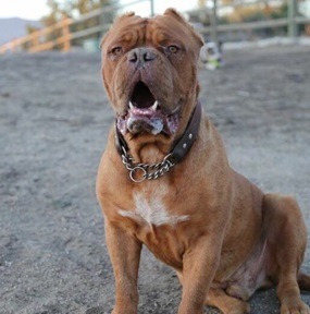 遭遇坎坷的新興英雄犬Hooch