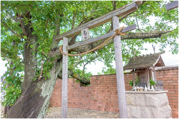 小玉站長死亡後被追封為小玉大明神，供奉於貴志車站內的神社。 取自Impress