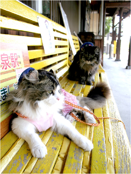 巴士年事已高，未雨綢繆的會津鐵路於2014年起用小愛擔任見習站務員。而為了減輕貓咪壓力並保護視力，站方也禁止遊客抱貓與拍照。 取自貓站長「巴士」的日記