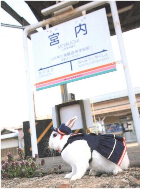 宮內車站當地的神社有「發現白色的兔子就能得到幸福」的傳說，社員便興起白兔站長的構想。麻糬平時在月台旁圍欄內迎接乘客，下班後則由社員照顧。 翻攝自《白兔站長麻糬來了！》