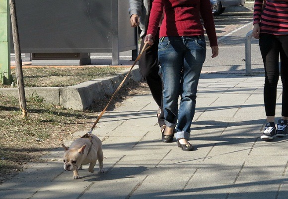 法國鬥牛犬在許多地區掀起流行飼養潮。  蕭士塔/攝