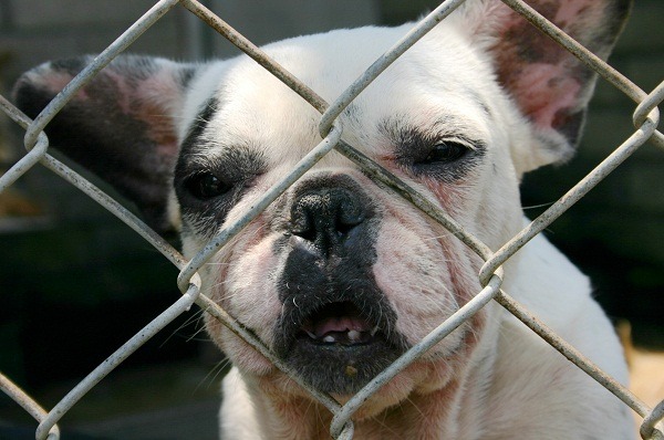 這隻法國鬥牛犬因慢性病被棄養。  蕭士塔/攝