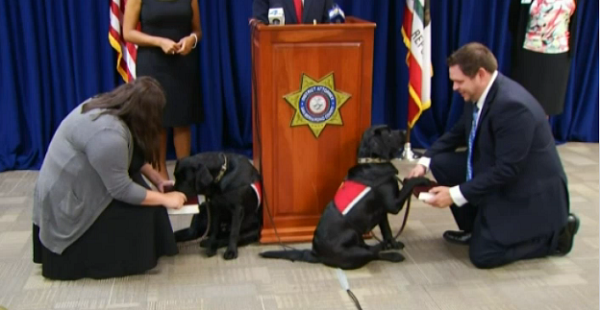 2隻黑拉拉入選法庭犬，因為牠們格外冷靜鎮定。視頻截圖