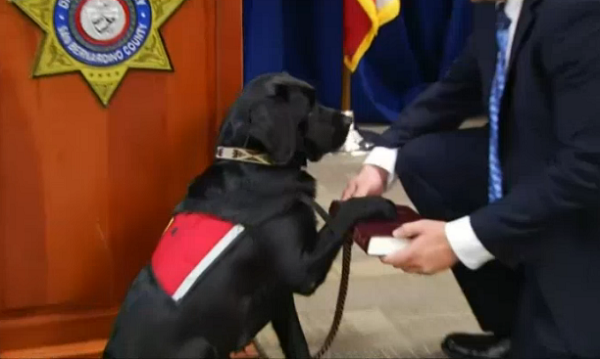 法庭犬(Courthouse Dogs)宣誓就職，有模有樣的舉起右前腳放在刑法書上。視頻截圖