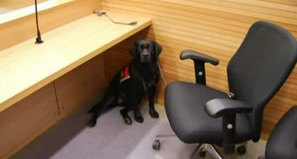 法庭犬躲在證人座位箱的角落，陪審團不知道牠們的存在，出庭的孩童卻能從牠們身上獲得支撐力。視頻截圖