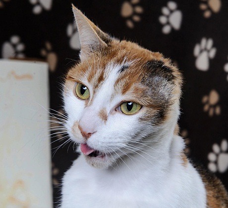 梵谷貓和梵谷一樣少了左耳，動物之家的獸醫還為梵谷貓再進行一次手術清除有感染問題的左耳。  取自網路