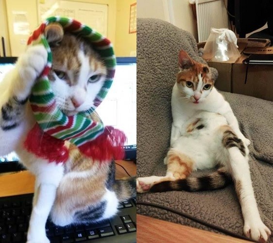 親人的梵谷貓也有可愛嬌憨的一面。   取自網路