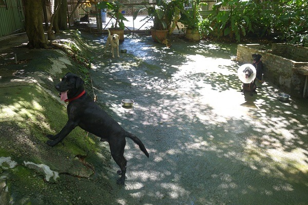 目前有4隻緝毒犬退訓犬在APA八里保育場進行居家訓練，等候開放認養。APA八里保育場/提供