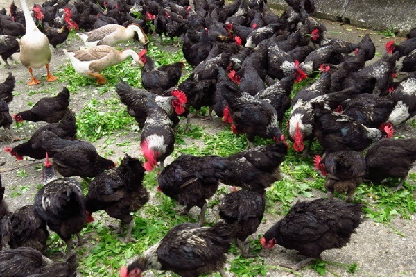 符合動物福祉的「放山雞」飼養方式，竟被農委會勒令叫停。 取自農委會官網
