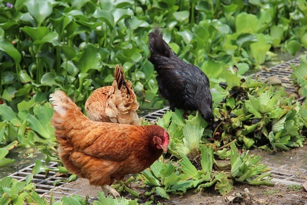 為了防杜禽流感疫情，放棄放山雞，走回集中式飼養是唯一途徑? 取自農委會官網