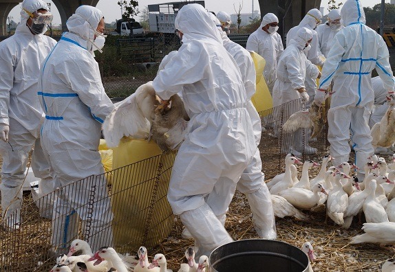 先讓鴨子食用鎮靜劑，再抓入袋中投入乾冰安樂死。   蕭士塔/攝