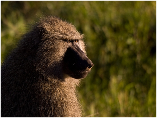 觀察狒狒族群的行為，了解領導人不是永遠至高無上的。 取自Flickr (William Warby/攝）