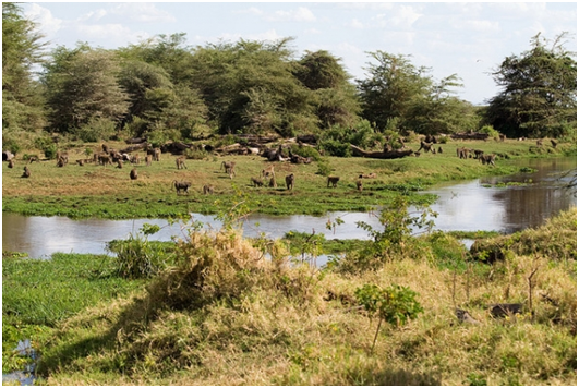 民主決策,或許是靈長類動物的特性。取自Flickr(StigNygaard /攝)