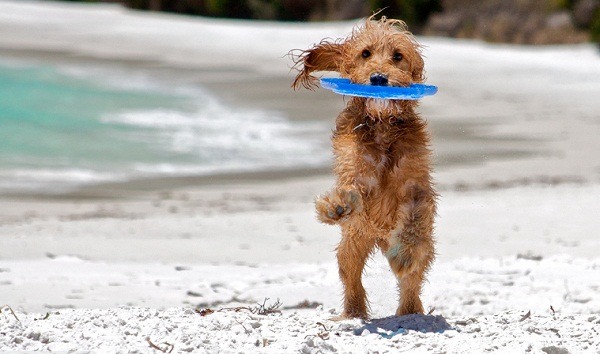 飛盤狗比賽雖然常見，但在沙灘上舉行的毛孩飛盤賽可就不尋常了，今天下午2:00起在旗津海灘就有著這樣的賽事。此為示意圖。     取自網路