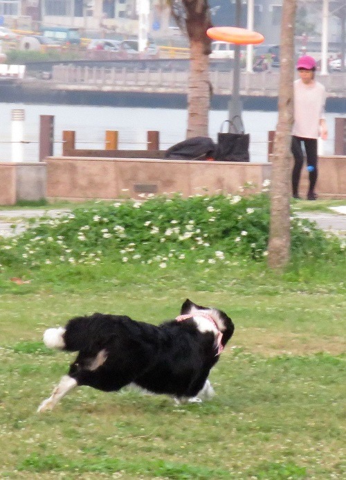 在台灣養邊境牧羊犬當然不是為了管理牧場，而是玩飛盤。蕭士塔/攝