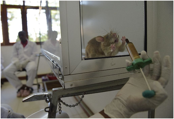 非洲巨鼠在APOPO的中心，接受檢測肺結核的訓練。取自inpakistan.net