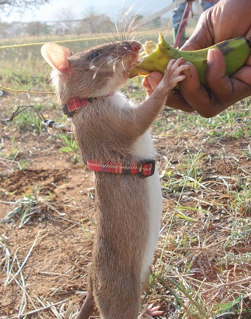 找到地雷和拆卸地雷的獎賞很簡單，半根香蕉就可以讓巨鼠心滿意足了。取自網路