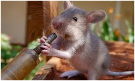 透過人類的痰液去檢驗是否有肺結核病，老鼠只用20分鐘就能檢測100個樣本。 取自theguardian.com