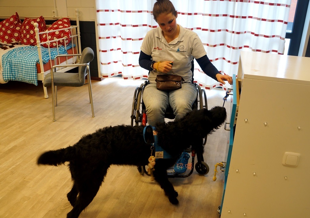 在生活技能訓練室中培訓的肢體障礙輔助犬。 碎嘴/攝