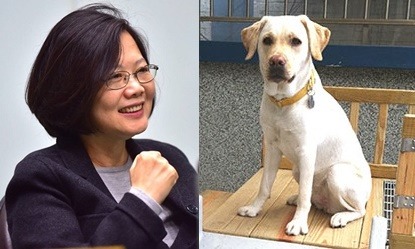 「貓派」總統即將組成1人2貓3狗的第一家庭，你是不是和她一樣欣喜?    台灣動物新聞網合成示意圖