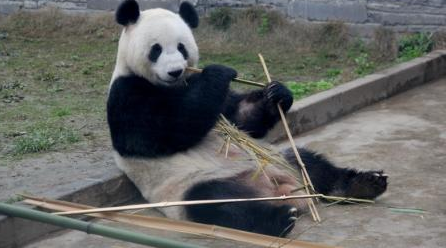 貓熊鳳儀將旅居馬來西亞10年，目前已在都江堰貓熊基地隔離等候出境。  取自網路