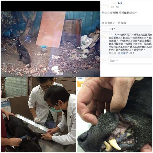 由於皮皮已經13歲，獸醫師對於醫治牠的腫瘤，進行一系列檢查，不敢掉以輕心。武藤/提供