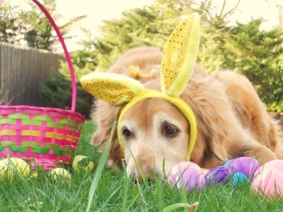 彩蛋不想吃，巧克力不能吃，復活節一點兒也不好玩。取自網路